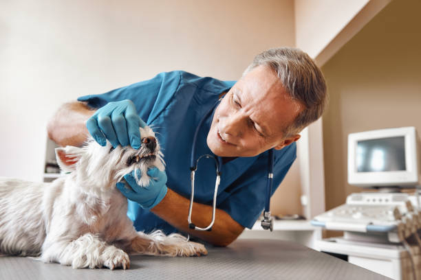 Best After-Hours Dental Trauma Care in Walnut Creek, OH